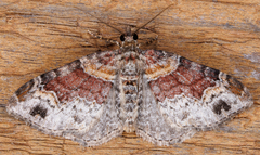Xanthorhoe ferrugata
