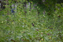 Pycnonotus cafer