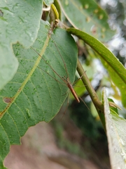Tetragnathidae