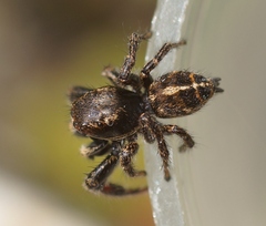 Pellenes tripunctatus