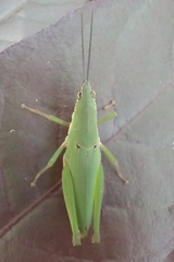 Orthoptera
