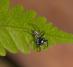 Phintella bifurcilinea