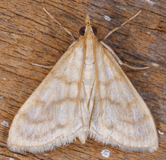 Paracorsia repandalis