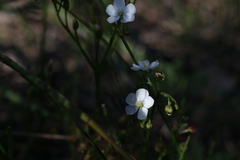 Drosera porrecta