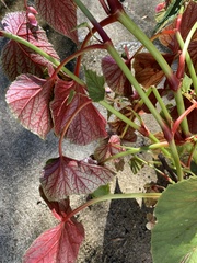 Begonia grandis