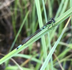 Coenagrion armatum