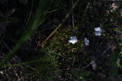 Drosera porrecta