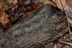 Jackrogersella multiformis