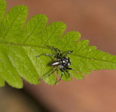 Phintella bifurcilinea