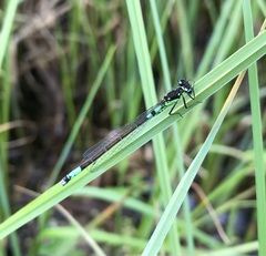 Coenagrion armatum