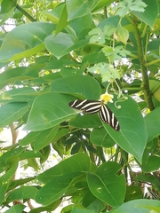 Heliconius charithonia