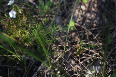Drosera porrecta