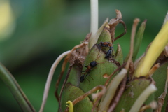 Tetraponera rufonigra