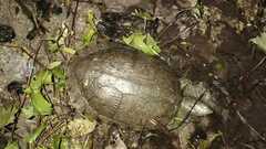 Trachemys decorata