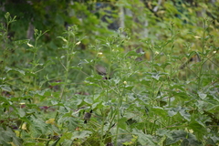 Pycnonotus cafer