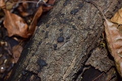 Jackrogersella multiformis