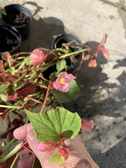 Begonia grandis