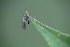 Acariformes