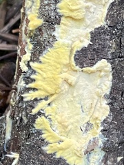 Trichoderma sulphureum