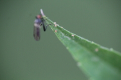 Acariformes