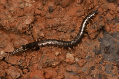 Scolopendrinae