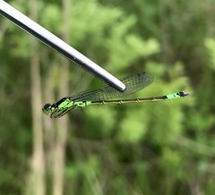 Coenagrion armatum