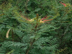 Erythrostemon gilliesii