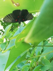 Melanis cephise