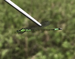 Coenagrion armatum