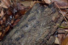 Jackrogersella multiformis