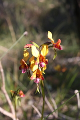 Diuris magnifica