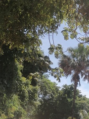 Cecropia obtusifolia
