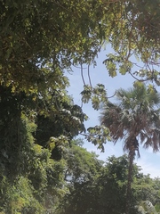 Cecropia obtusifolia