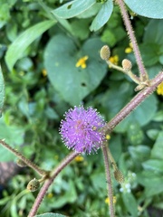 Mimosa albida