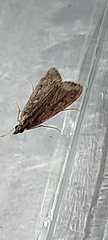 Eudonia pallida