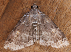 Idia americalis