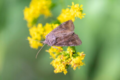 Eriopygini