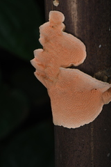 Cerrena zonata