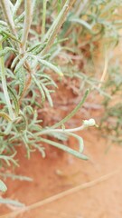Hymenopappus filifolius
