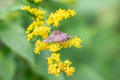 Eriopygini