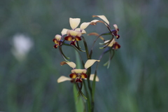 Diuris corymbosa
