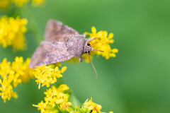 Eriopygini
