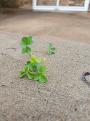 Oxalis dillenii