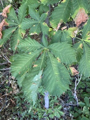 Aesculus hippocastanum