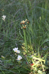 Diuris corymbosa