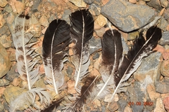Gallus gallus domesticus