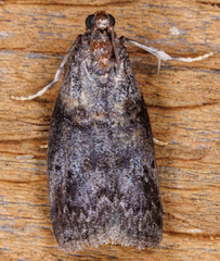 Acrobasis caryae
