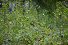 Pycnonotus cafer
