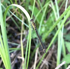 Coenagrion armatum