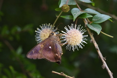 Hasora badra